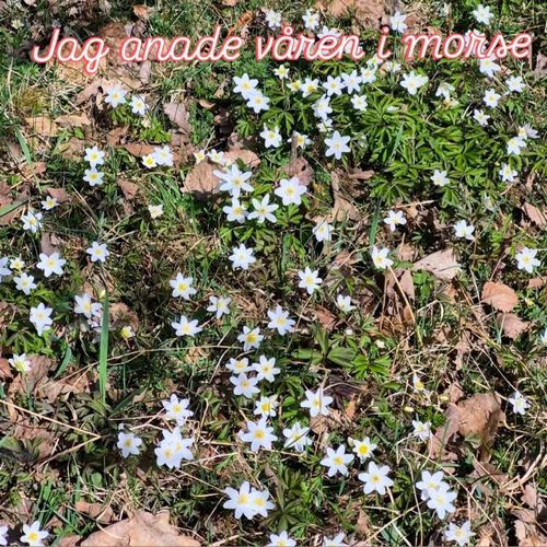 Jag anade våren i morse