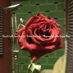 Migena and the Frozen Roses