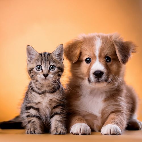 Patitas Lofi: Sonidos Suaves Para Relajar Y Reconfortar A Tus Mascotas