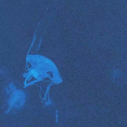 我看到了流星雨