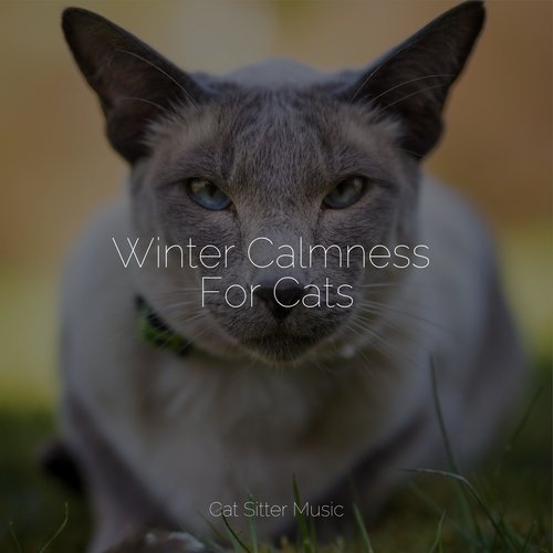 Winter Calmness For Cats