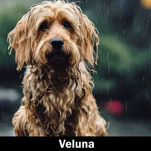 Veluna