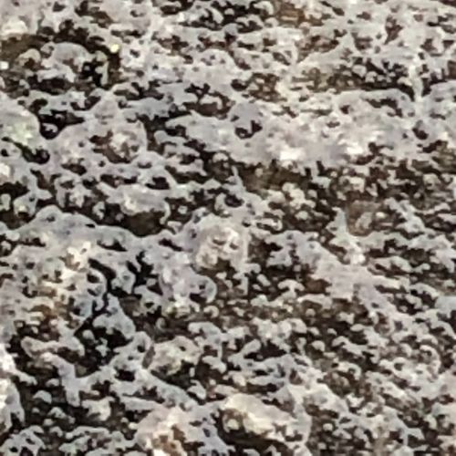 Sjos (Live)