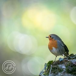 Robin by SleepingShark, Chg