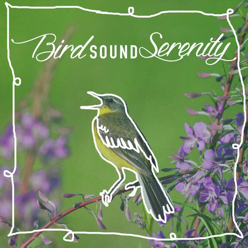 Bird Sound Serenity