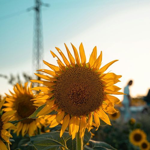 Langkah Berani Limbachi