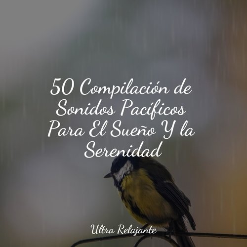 50 Compilación de Sonidos Pacíficos Para El Sueño Y la Serenidad