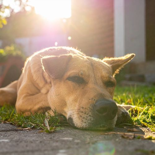 Sinfonía De Perros Calmantes cover art