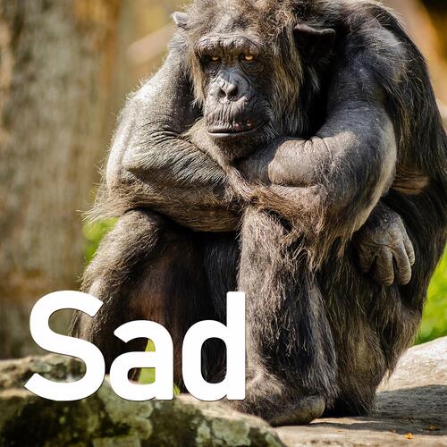Sad
