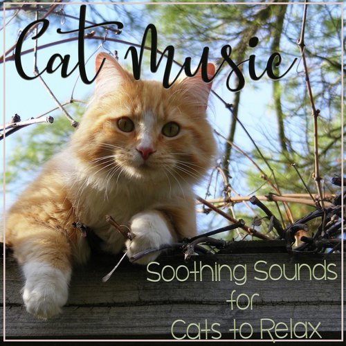 Cat Music: Soothing Sounds for Cats to Relax