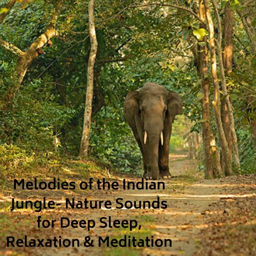 An Elephant Goes Like This And That - Song Download from In The Jungle @  JioSaavn