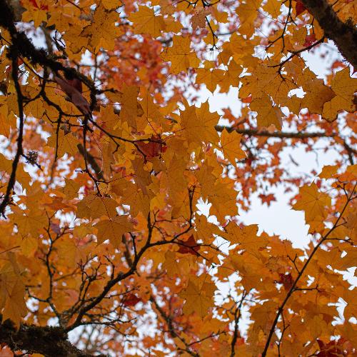 autumn glory