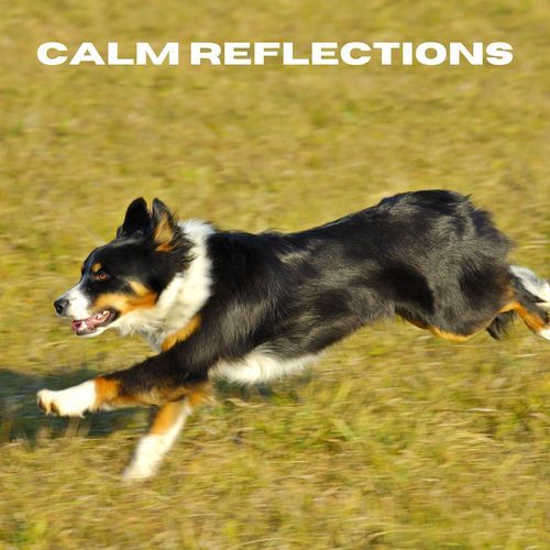 Calm Reflections_poster_image