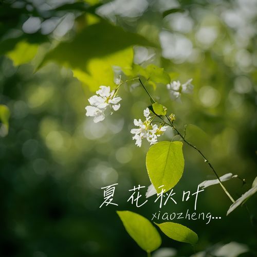 夏花秋叶
