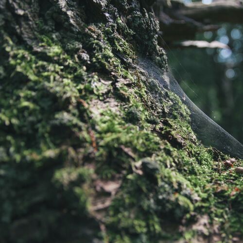 Best Sounds | Meditation