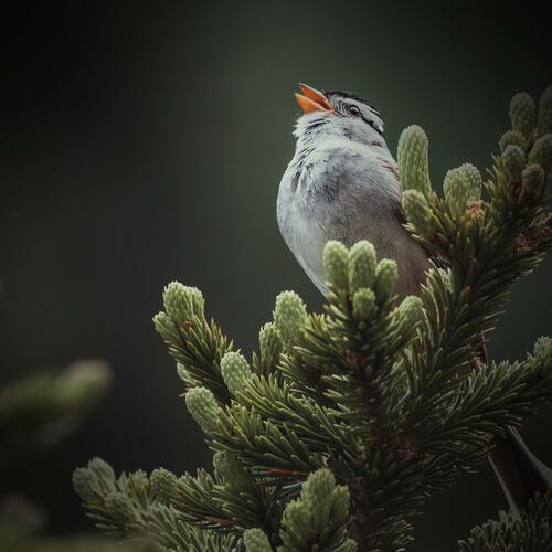 Calmness and Relaxation with Soothing the Sound of Bird Singing_poster_image