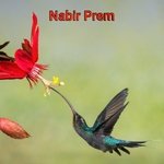 Nabir Prem