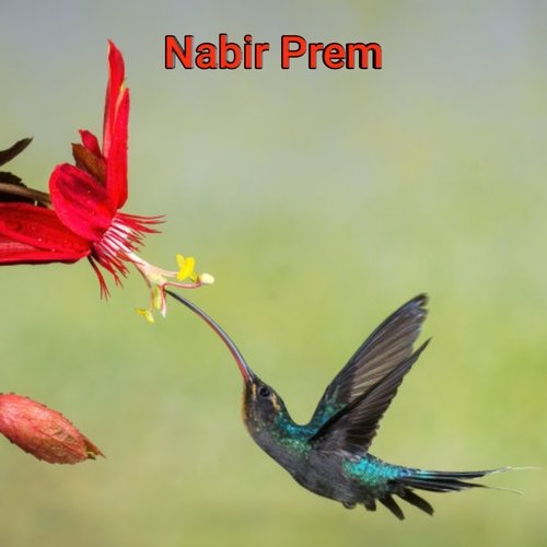 Nabir Prem_poster_image