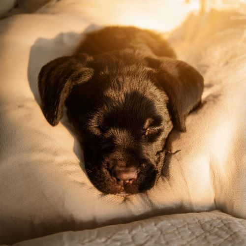 Comodidad Canina: Música De Guitarra Reconfortante Para Perros