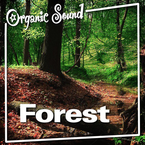 Forest (Nature Sounds)_poster_image