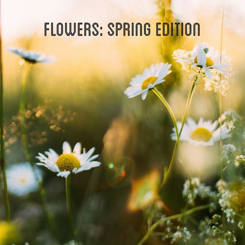 Tulips cover art