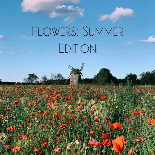Hydrangeas cover art