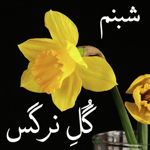 Gul-e-Narges
