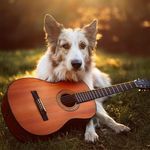 Guitar Calm Canine