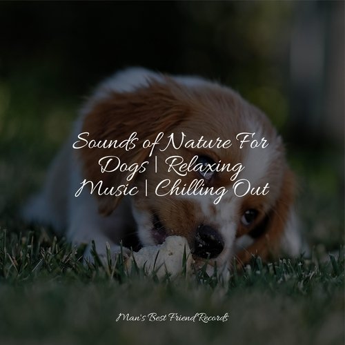 Sounds of Nature For Dogs | Relaxing Music | Chilling Out