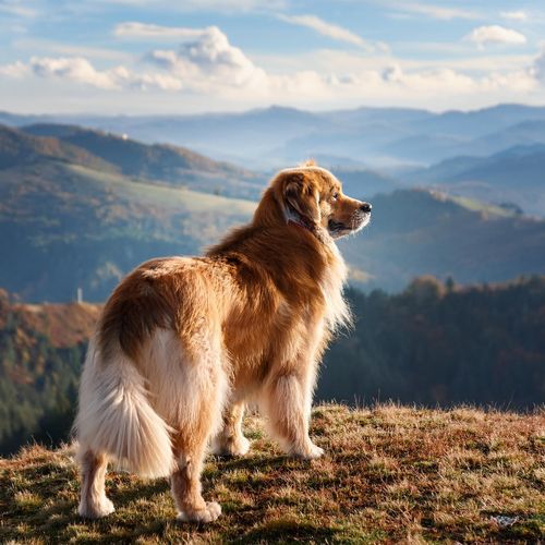 Armonía De Mascotas: Ritmos De Hip Hop Para La Relajación