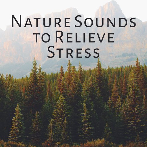 Sleep Sounds of Nature cover art