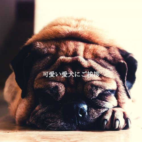 Casual (Music) cover art