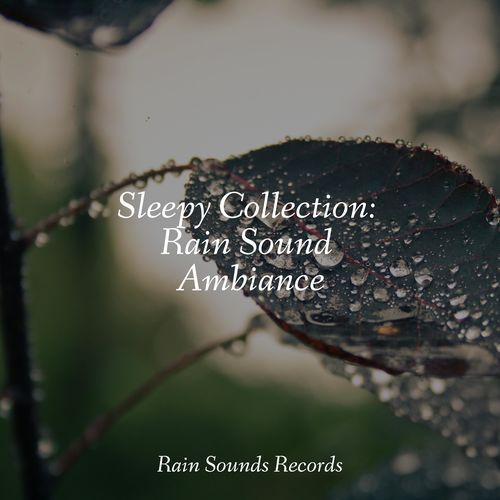 Sleepy Collection: Rain Sound Ambiance_poster_image