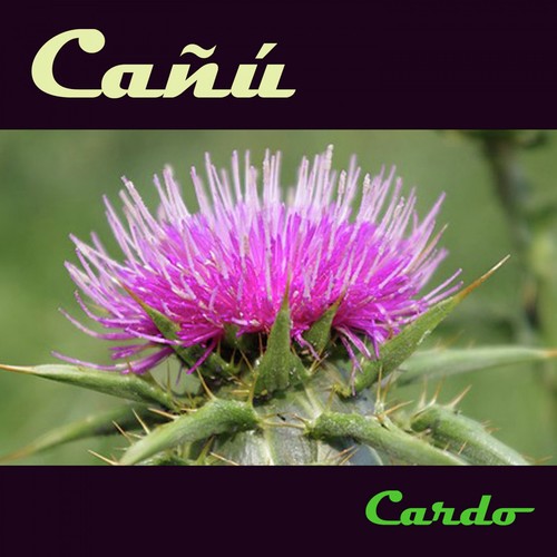 Cañú