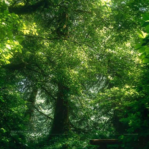 this is what autumn feels like (ambient version sped up)