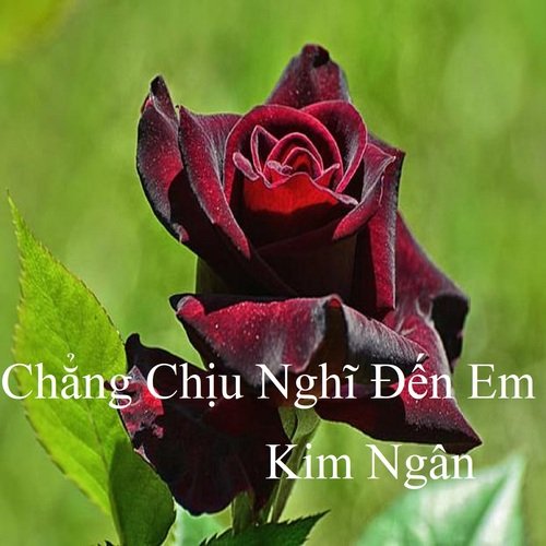 Chẳng Chịu Nghĩ Đến Em
