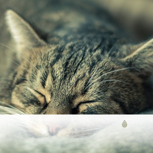 Meilleures pistes musicales pour les chats - Chansons calmantes