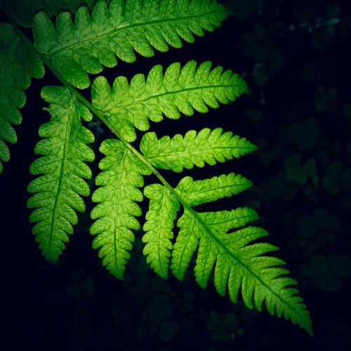 Purto Party New year