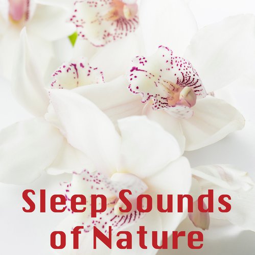15 Sleep Sounds of Nature - White Noise Rain