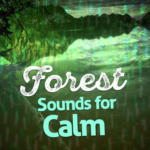 Forest Sounds for Calm_poster_image