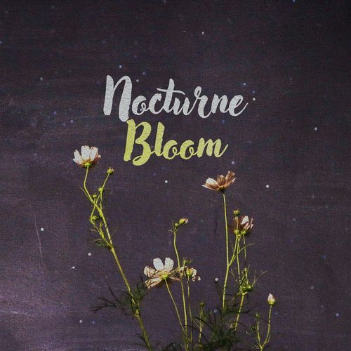 Nocturne Bloom