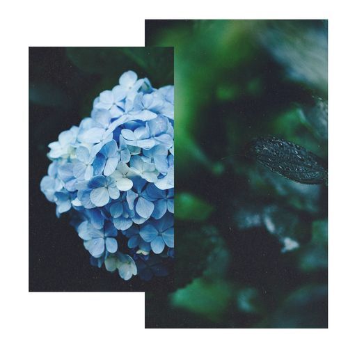 The June Hydrangeas_poster_image