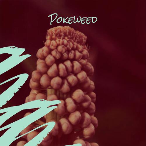 Cris cover art