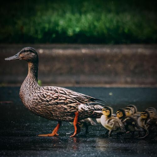 Relaxation with Animal Sounds of Chickens and Ducks_poster_image