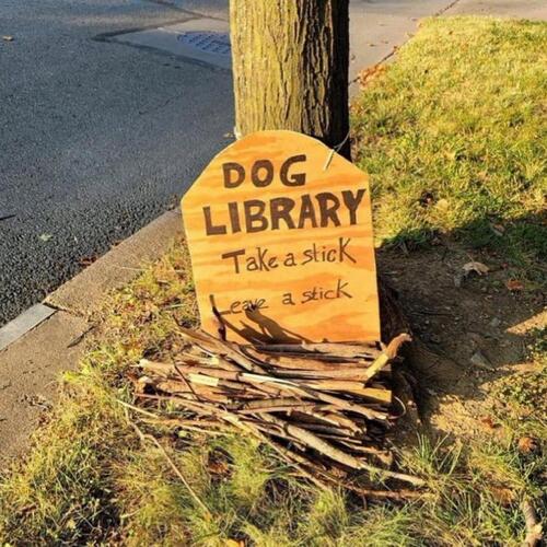 dog library cover art