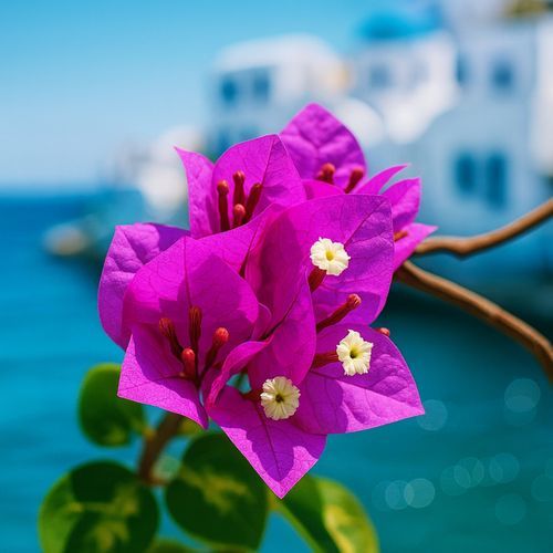 Bougainvillea cover art