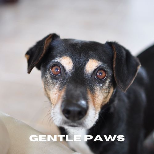 Gentle Paws_poster_image