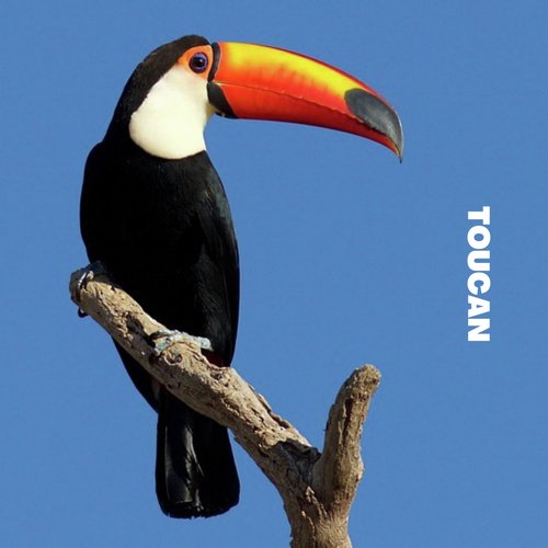 Toucan_poster_image