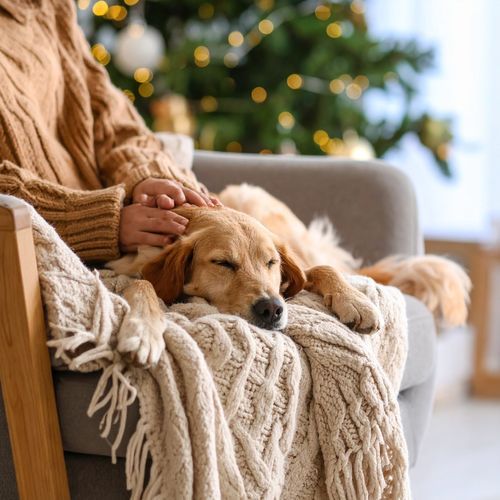 Guitarra Relajante Para El Bienestar Canino