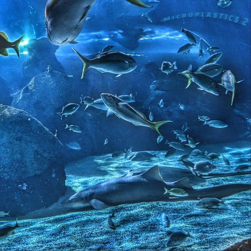 Microplastics 2 cover art